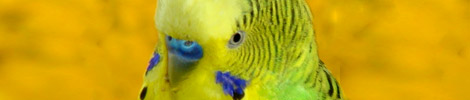 http://findersfree.com/wp-content/slides/slide-budgie.jpg