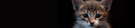 http://findersfree.com/wp-content/slides/slide-kitty.jpg