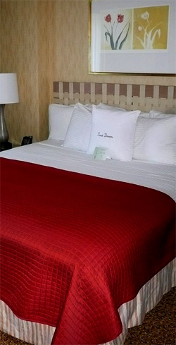 Hotel bed - bedbugs?