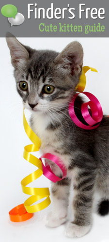 stripey kitten