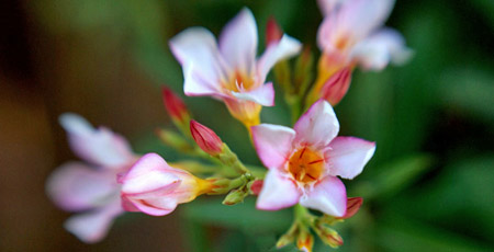 oleander flowers