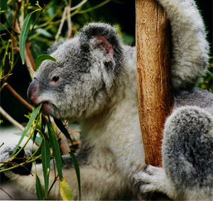 Are eucalyptus trees more flammable than other trees?
