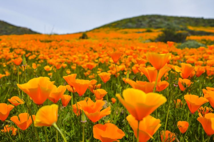 Field of California poppies