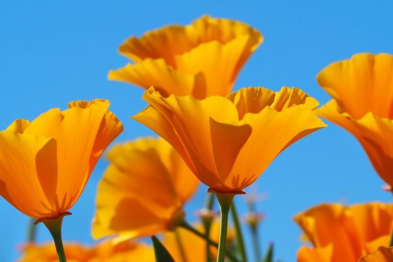Is it really illegal to pick a California poppy?