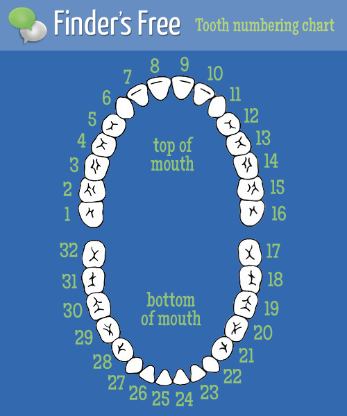 teeth numbers usa