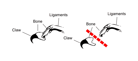 How they declaw a cat