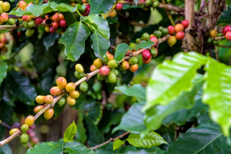 Coffee berries ripening - green and red on plant