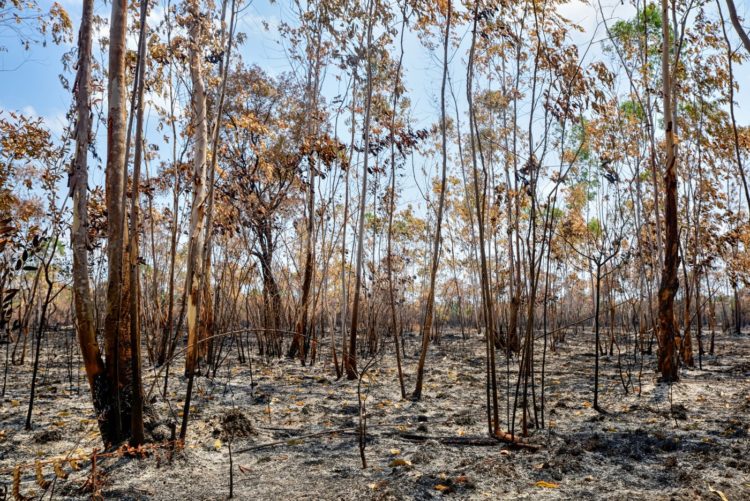 Eucalyptus trees after fire