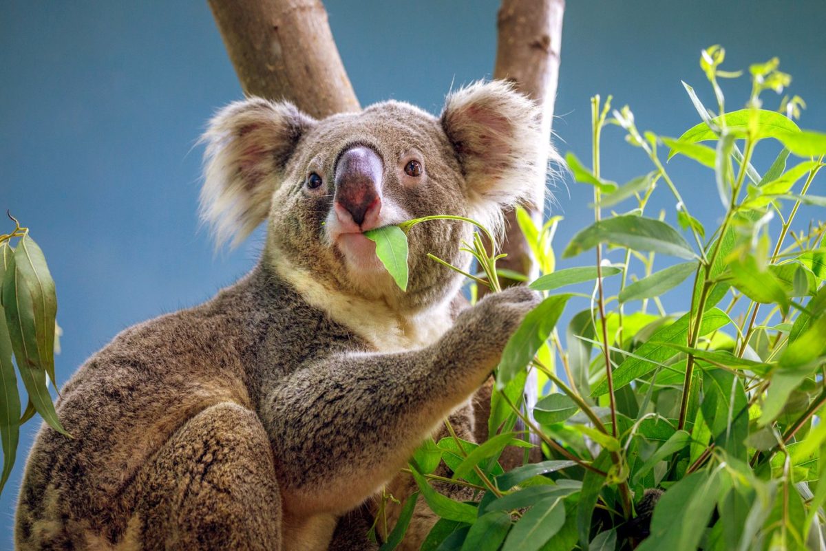 Can eucalyptus trees actually explode?