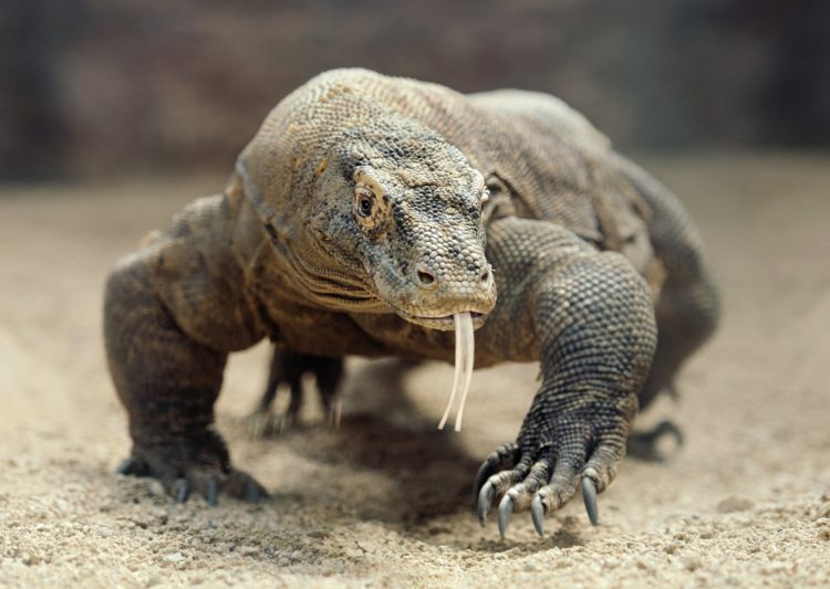 Komodo dragon - Biggest monitor lizard