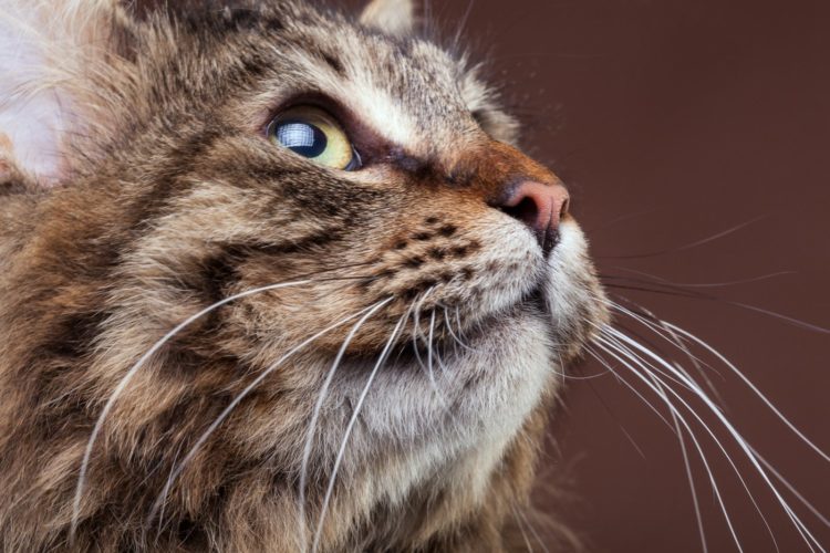 Maine Coon cat looking up - long whiskers