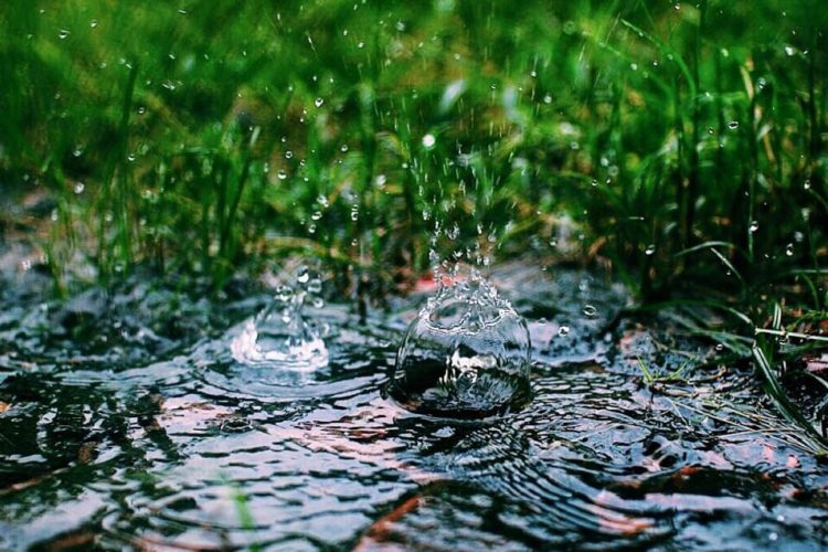 Raindrops on wet grass