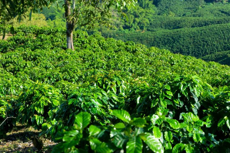 Rows of coffee plants growing