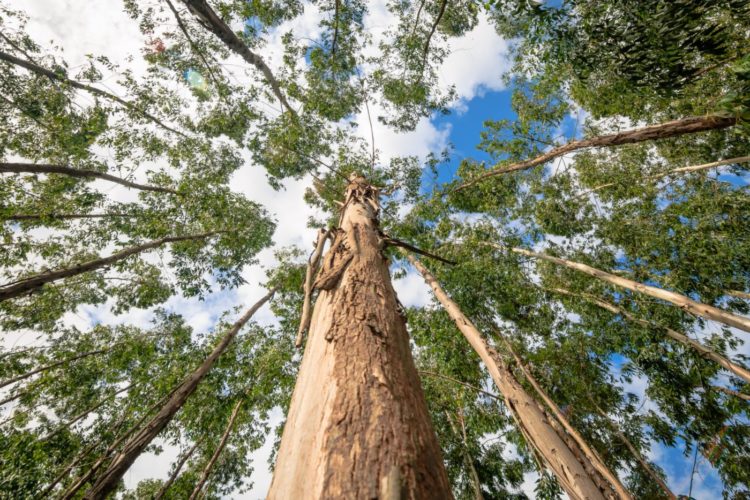 Tall grove of eucalyptus trees