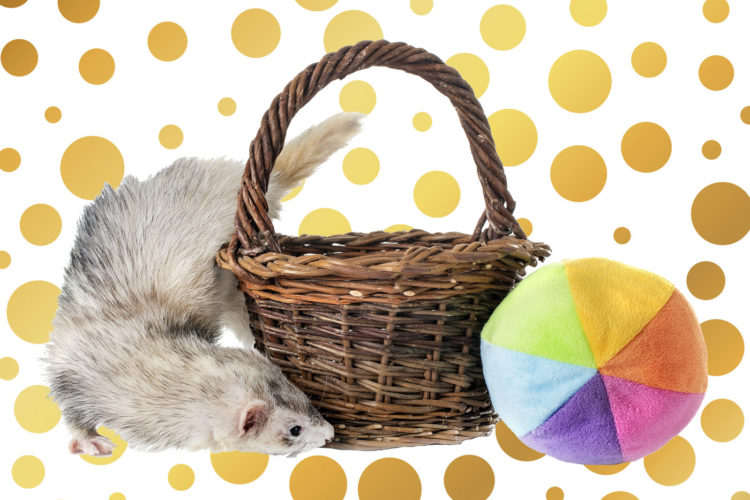 Grey ferret with toys