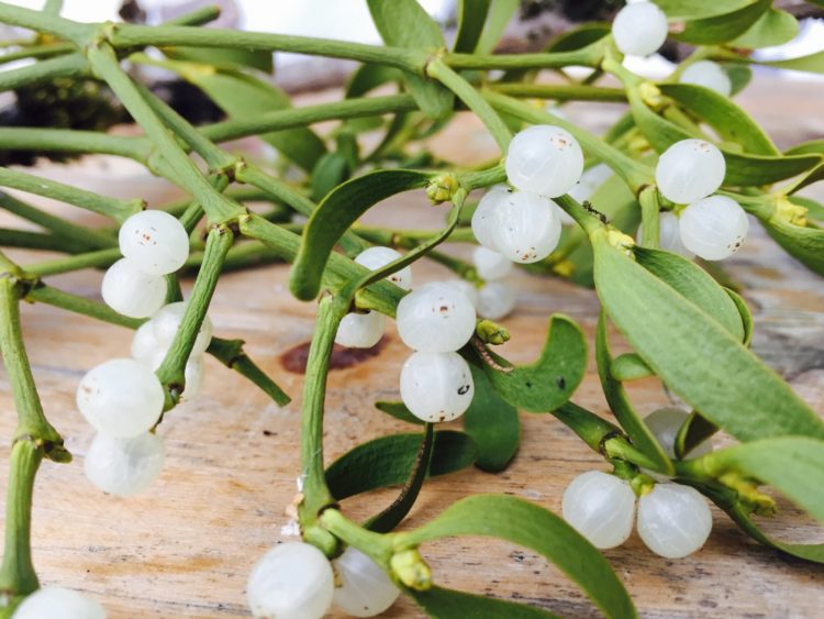 Mistletoe white berries and greenery