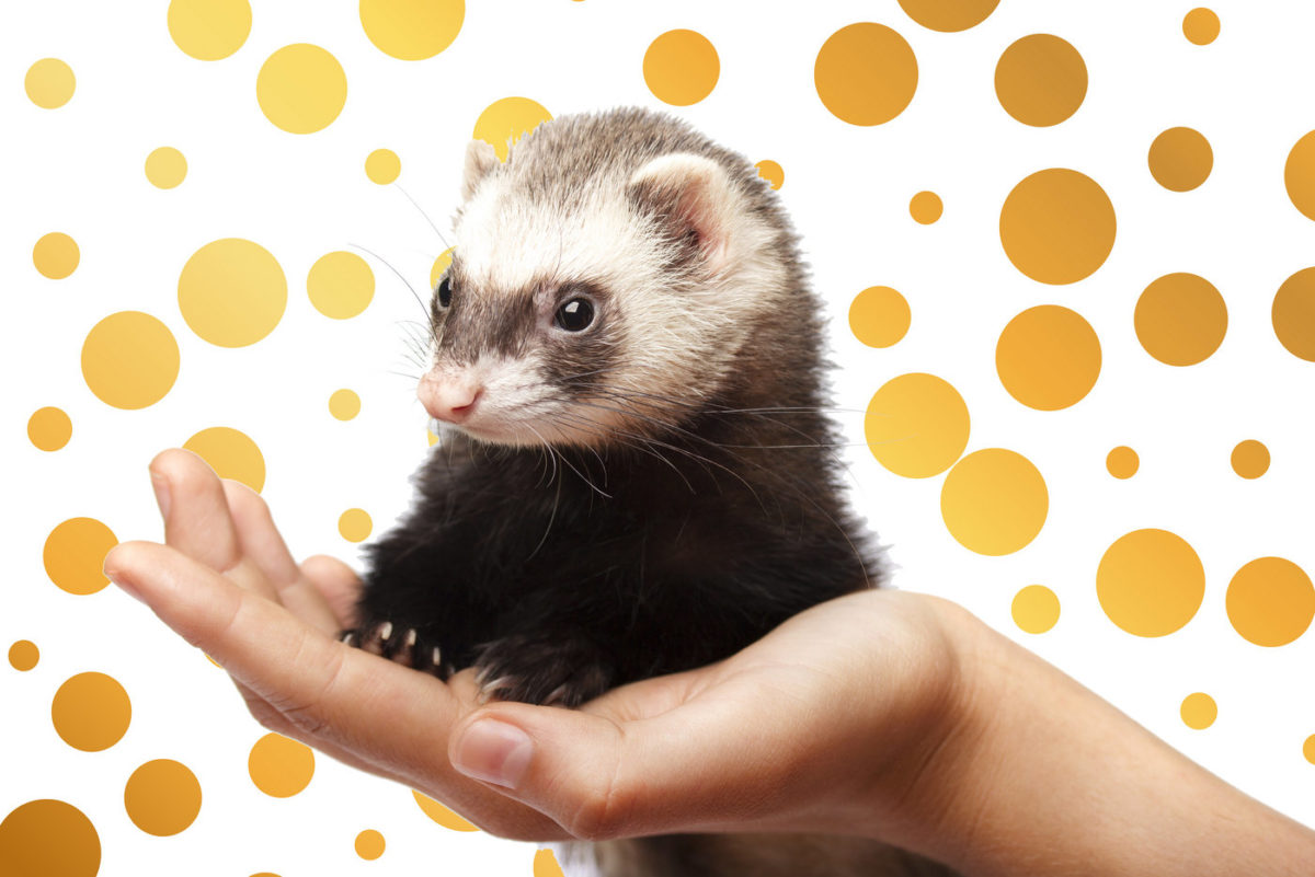 Do ferrets make good pets? - FindersFree.com