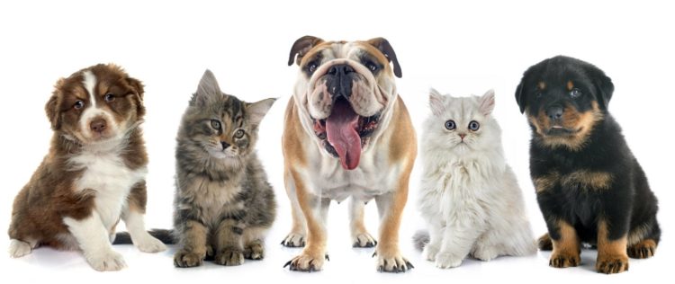 Dogs and cats - puppies and kittens