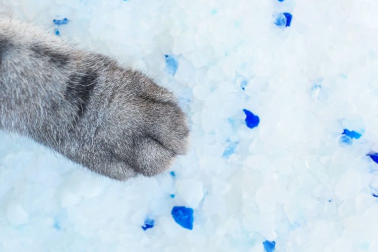 Cat paw on silica gel kitty litter crystals