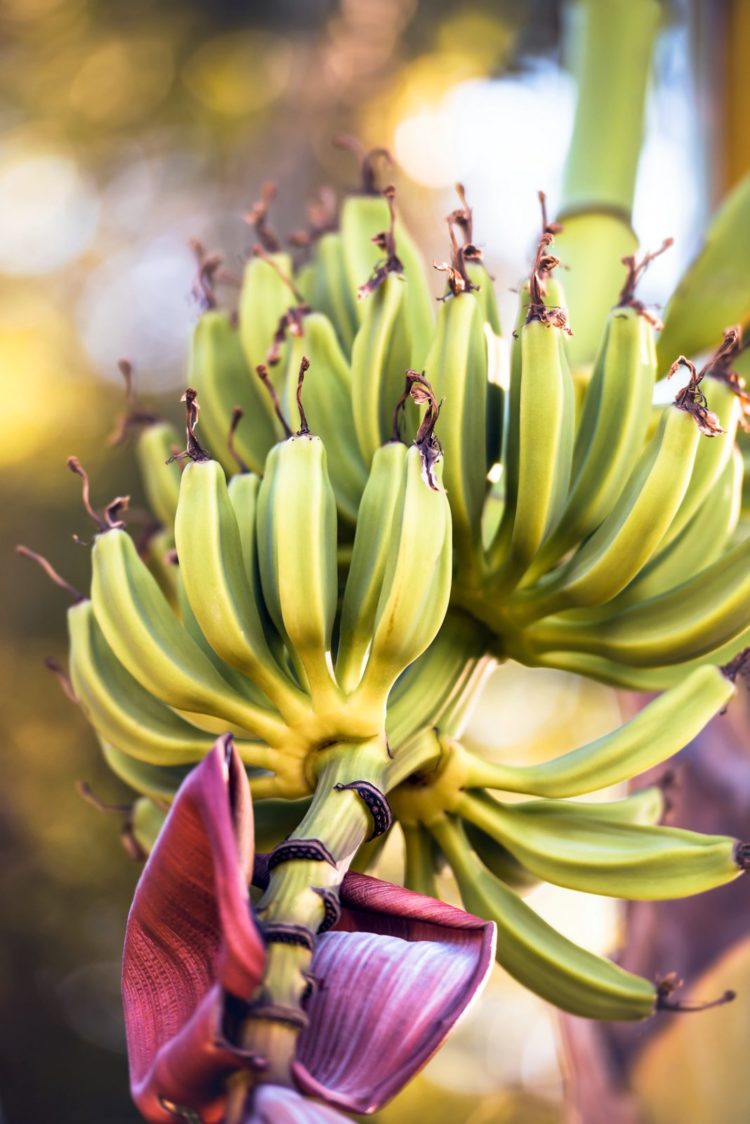 Bunches of bananas growing