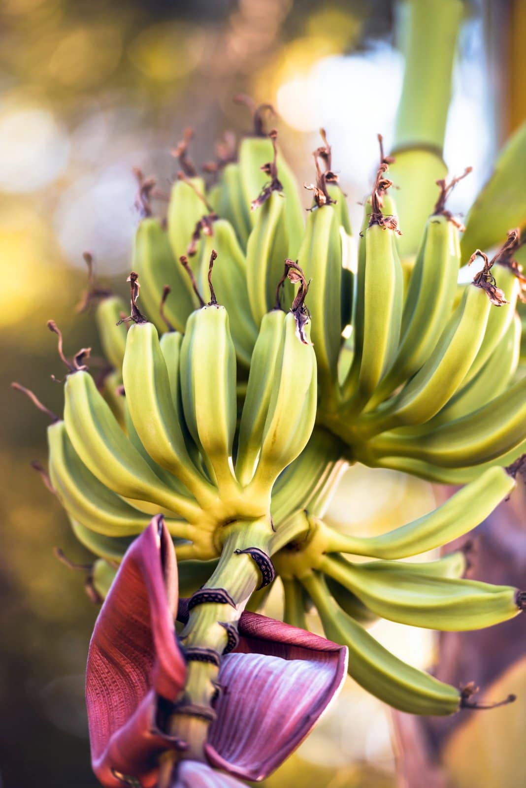 Are bananas really radioactive? - FindersFree.com