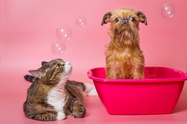 Cat and dog getting a bath