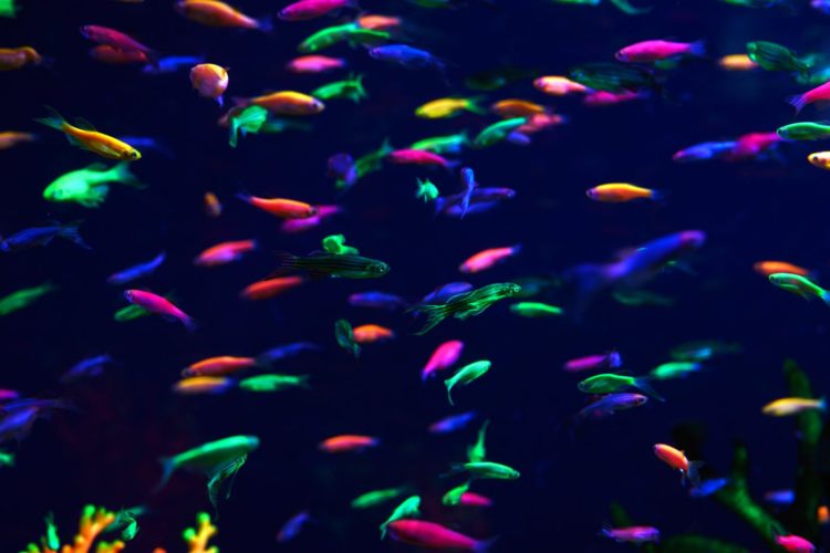 Lots of small neon fish in the aquarium