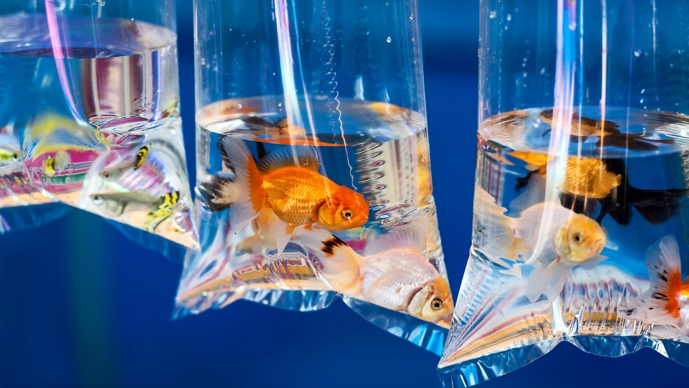 Pet goldfish in a plastic bag