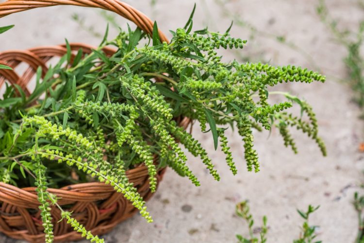 Ragweed plant - allergies