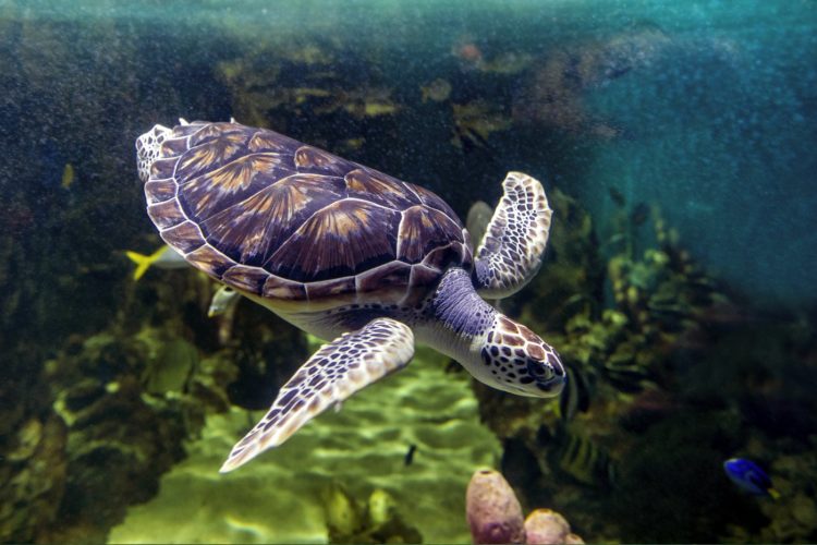 Green sea turtle