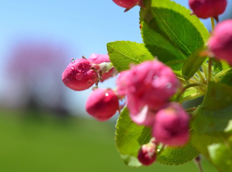 Pink spring flowers and buds with shallow dof