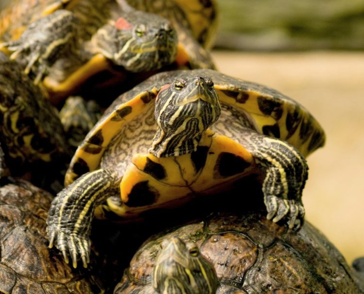 Terrapins