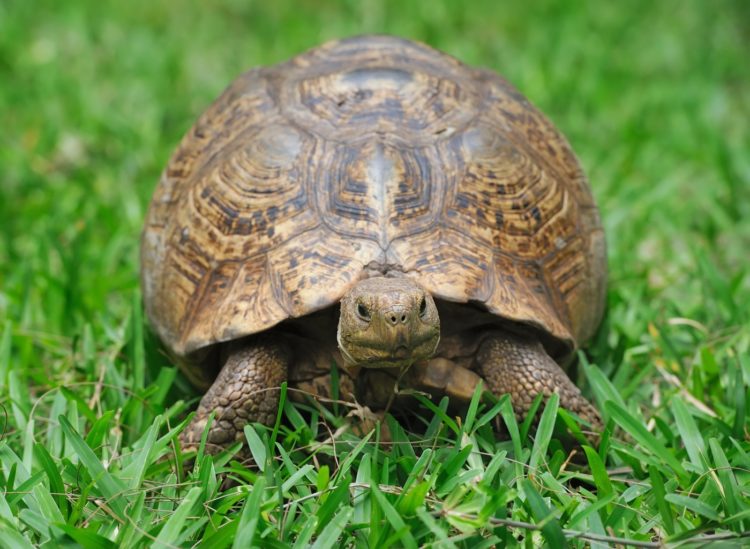 Turtle in grass