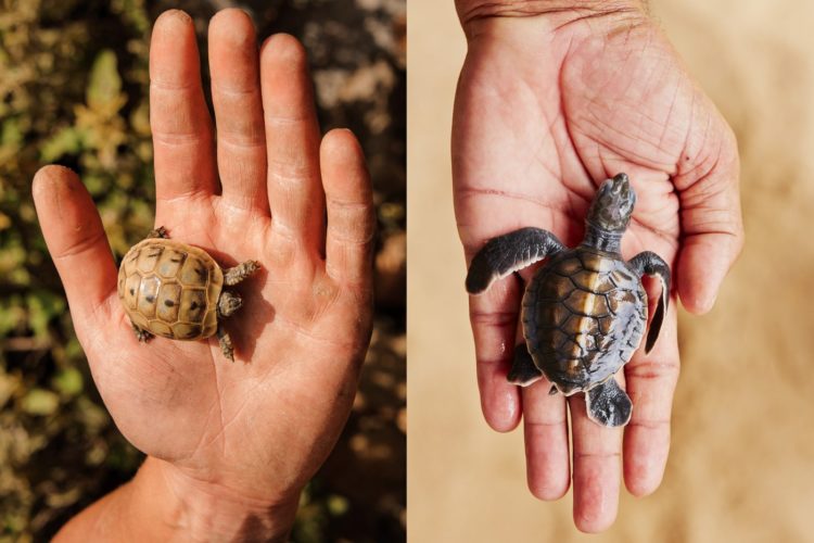 Tortoise and a turtle