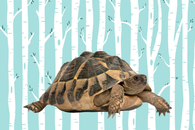 What’s the difference between a turtle & a tortoise?