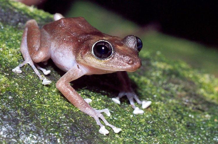 A female frog on a tree branch - Photo by JP Zegarra, USFWS