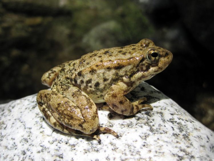 An endangered mountain yellow-legged frog (Rana muscosa) - Photo by USGS