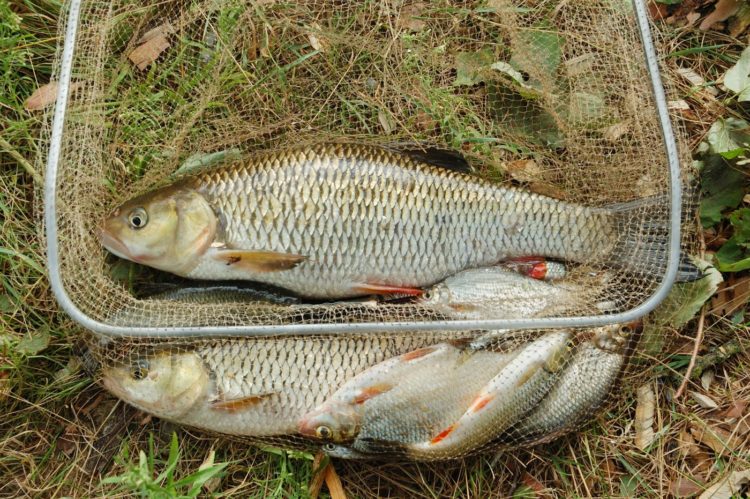 Freshly-caught fish in a net
