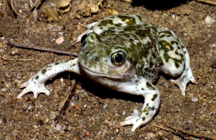 Western spadefoot toad (Spea hammondii) in California - Photo by Chris Brown, USGS