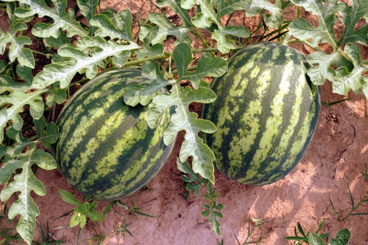 Watermelons growing in a field - Plants