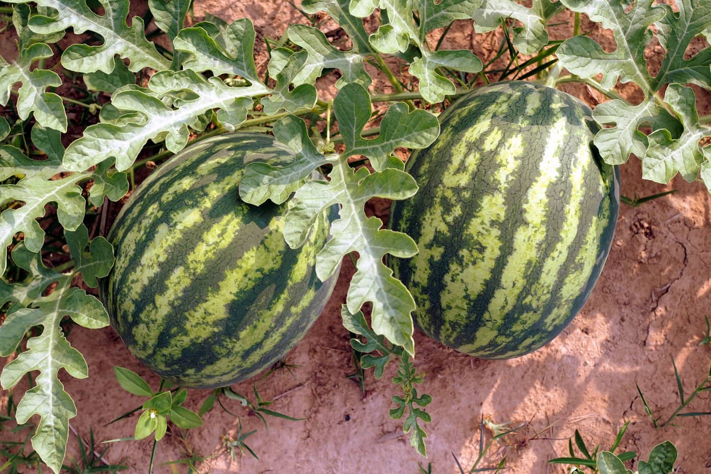 How do you pick a really good watermelon? How do you pick a really good watermelon?