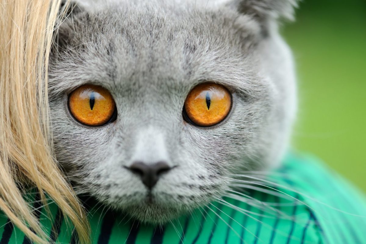 When were cats first kept as pets?