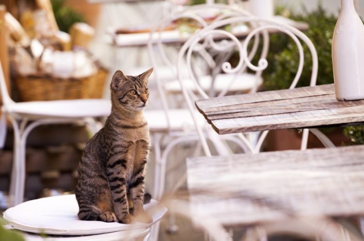 Cat sitting by a table looking for food