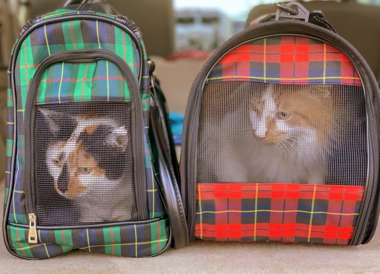 Cats in luggage carriers for plane travel