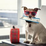 Dog ready to go on an airplane - sunglasses and a suitcase