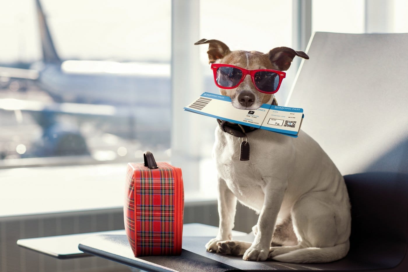 Dog ready to go on an airplane - sunglasses and a suitcase