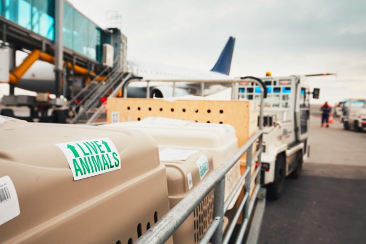 Live animals - Crated dogs traveling as cargo when flying with pets