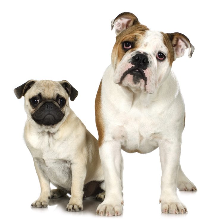 Pug and English Bulldog - Snub-nosed dogs that can't fly on airplanes