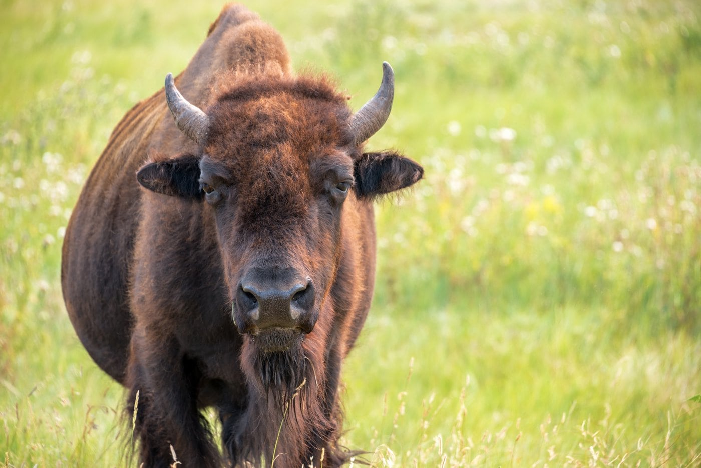 What is the difference between buffalo and bison? 
