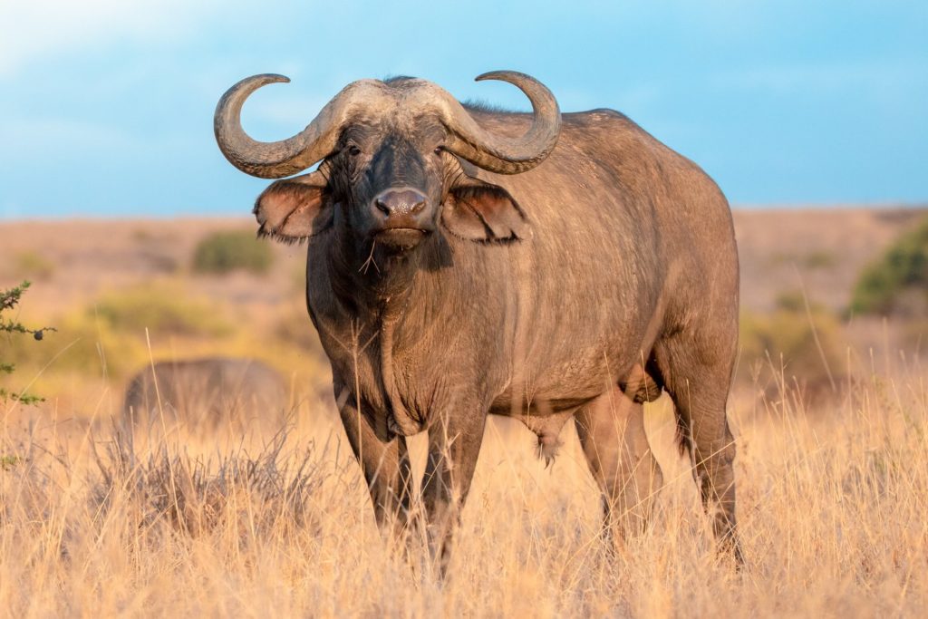 Wild African Cape Buffalo, Kenya